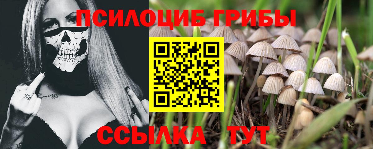 Галлюциногенные грибы Psilocybe  Вход с VPN  Ахтубинск 